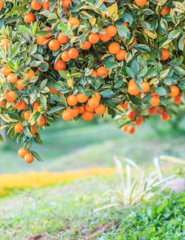 Orange tree